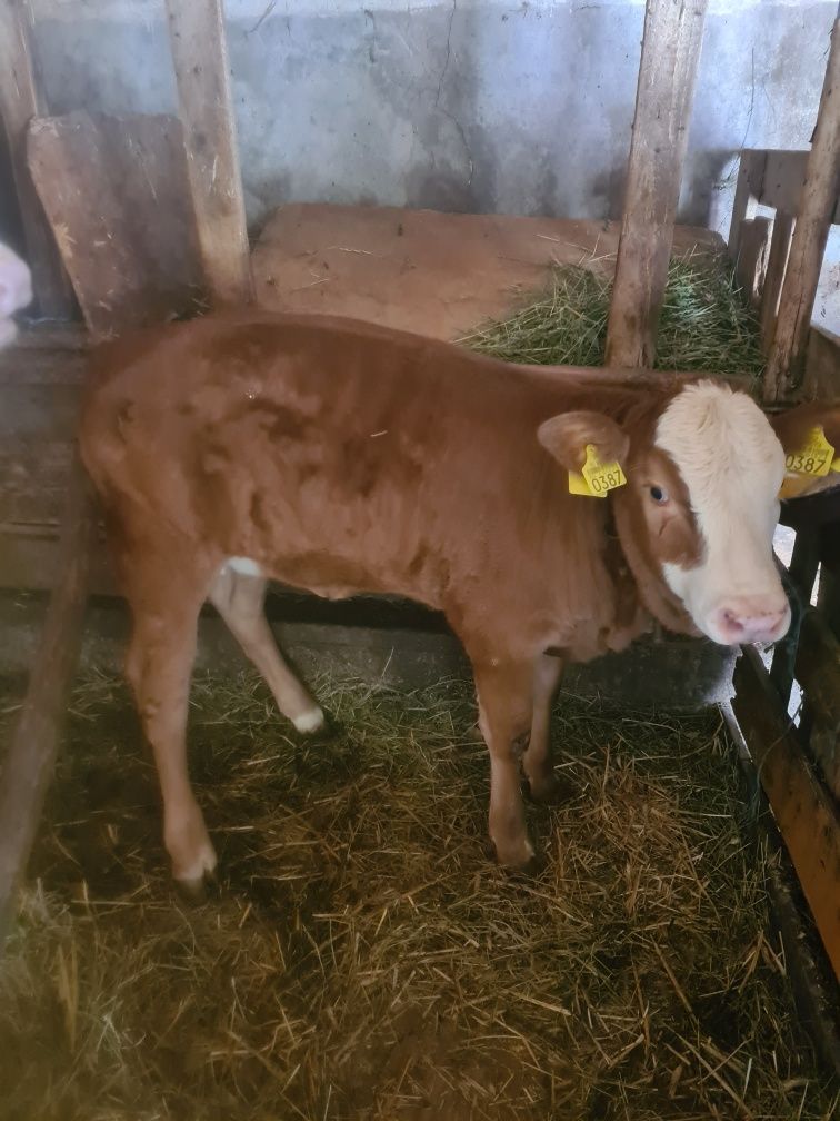 Vând vitea baltata românească.