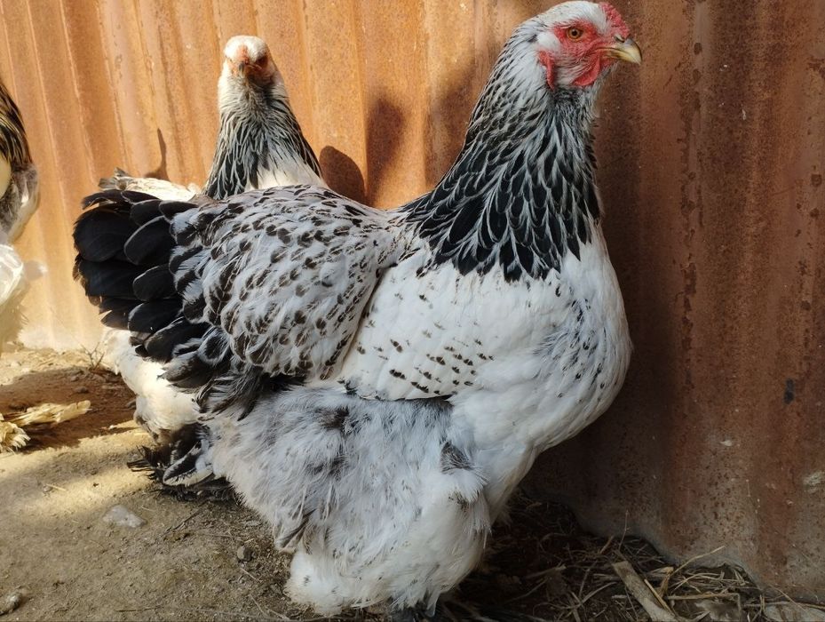 Bramalar ulgurji narxlarda donasi