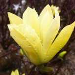 Magnolia galbena yellow river butterfly, albastra Blue Opal Baby