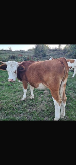 Manzata  1 an si 10 luni