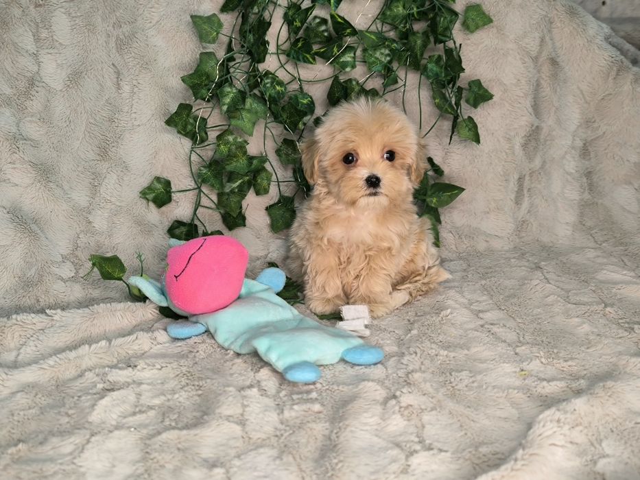 Vand baietel maltipoo toy - minitoy F1