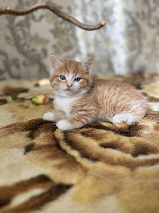 Рыжий котенок ищет новых хозяев
