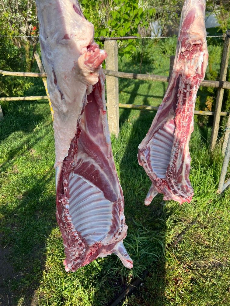 Miei de carne ..