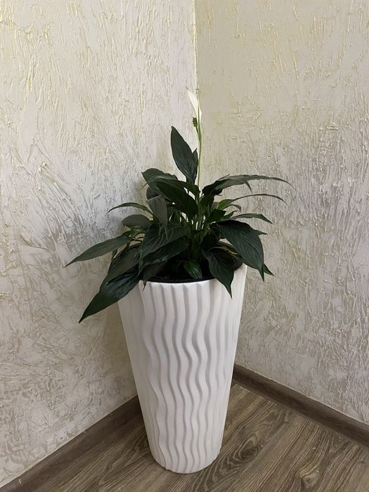 Женское счастье цветок