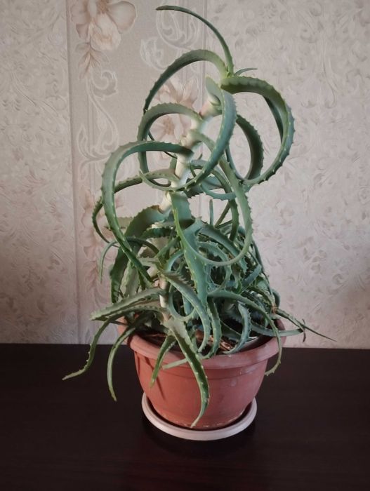 Алоэ лечебный в горшке.