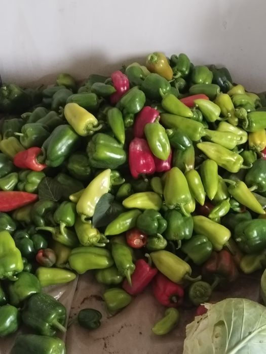 Продам перец 350тг за кг
