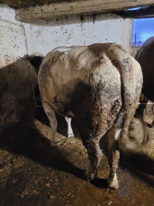 Vând vacă cu vițea