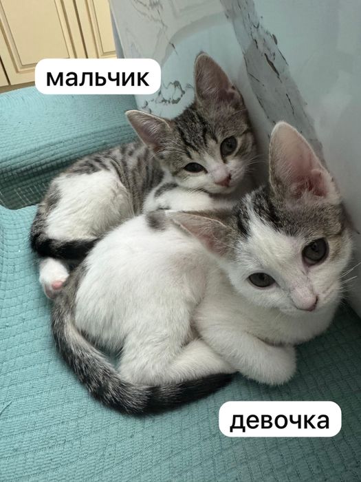 Отдам котят в добрые ручки