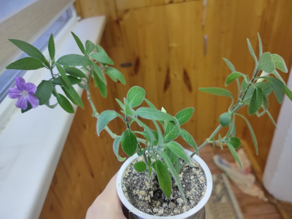 Руэллия это растение