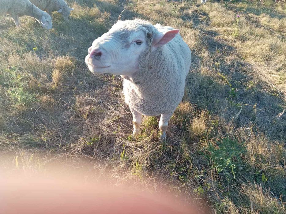 Продавам четири годишен овен