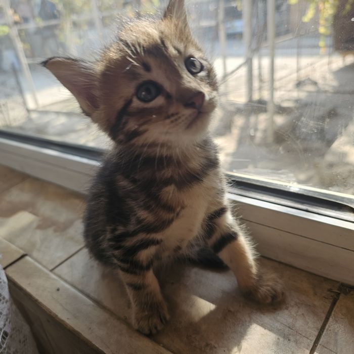 Мушуклар бекорга