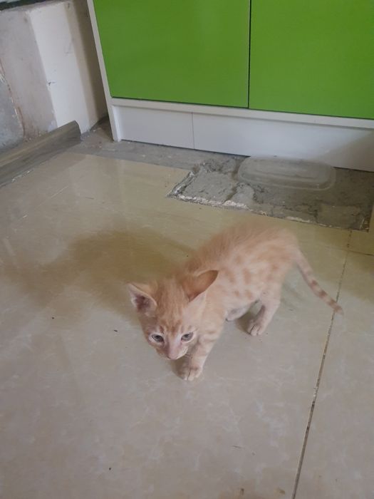 У меня есть котята, которые я отдам в хорошие руки