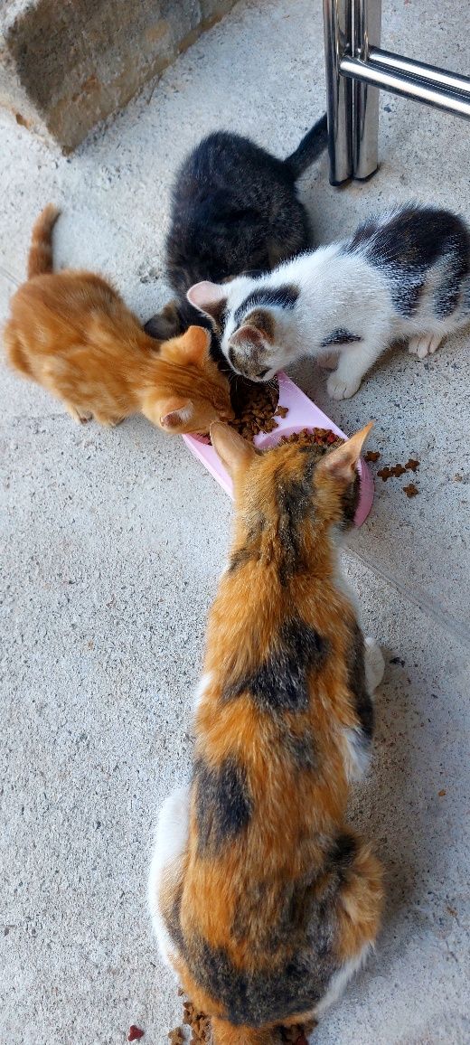 Котята 4шт 2 месяца им.