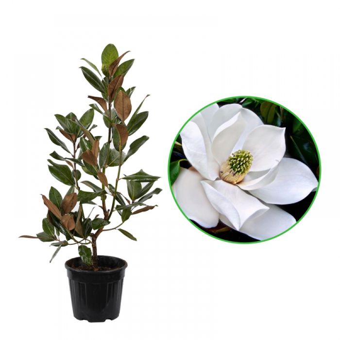 Magnolia Grandiflora 1.2-1.4m