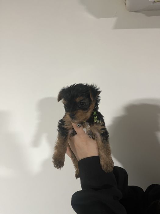 Йоркширски териер