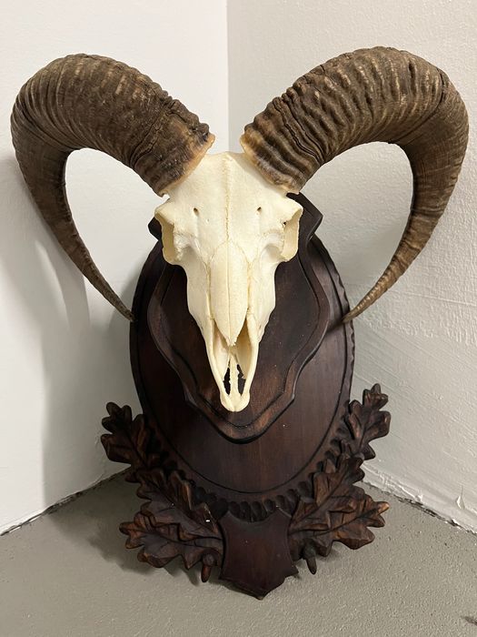 8 бр. трофеи от муфлон