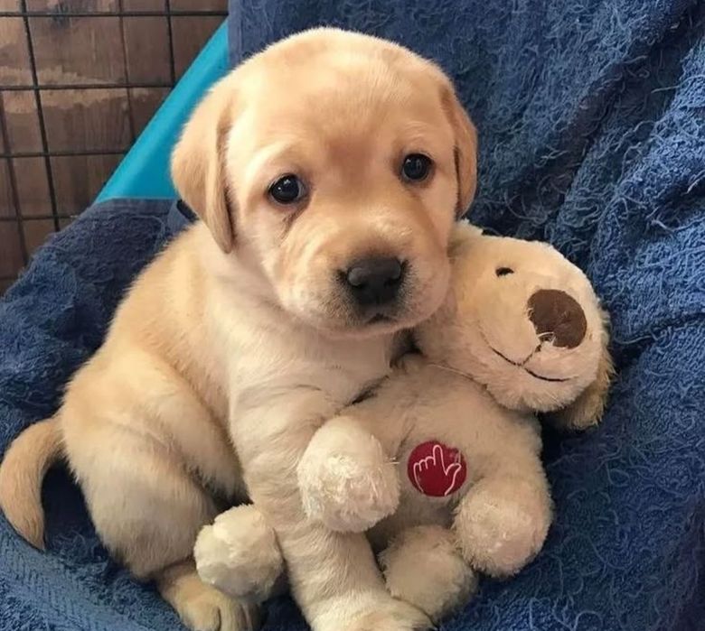 Labrador  retriever  băiețel  600 lei