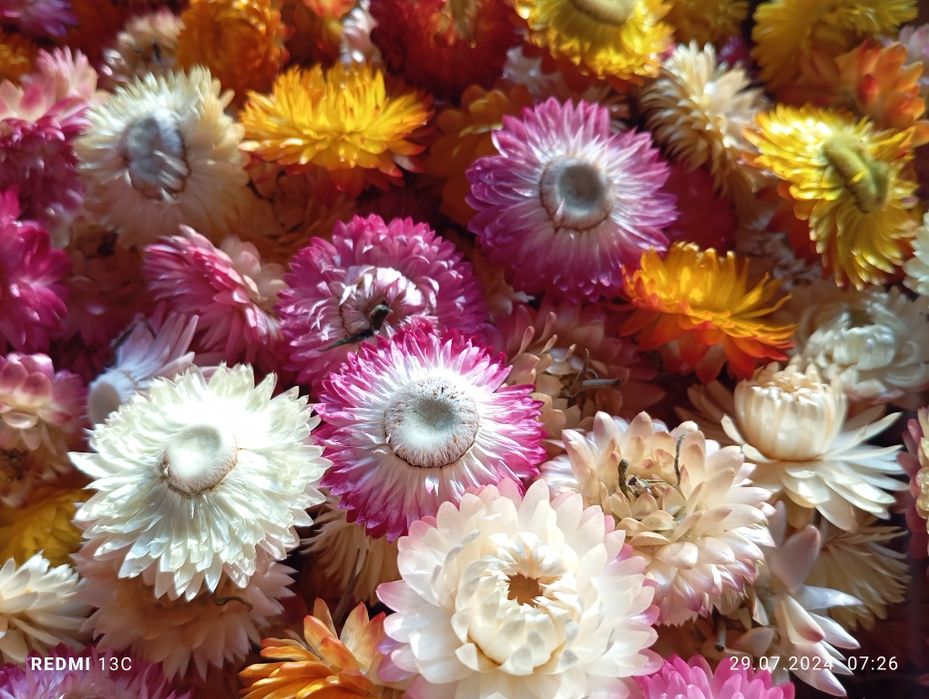 Flori de pai , imortele,helicrisum 2025