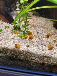 Pesti Ancistrus si melci de acvariu pomaceea