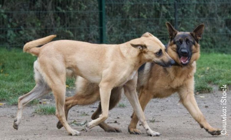 Разходка на кучета-12 лева!