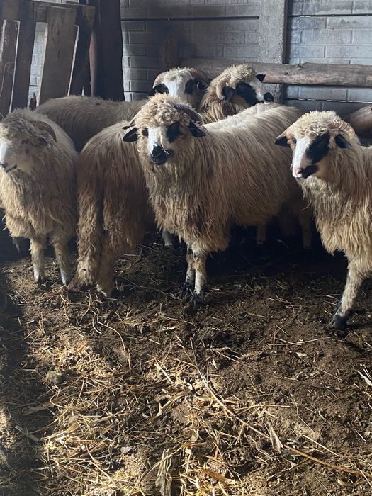 Vând 7 mieii  toți sunt berbecuți