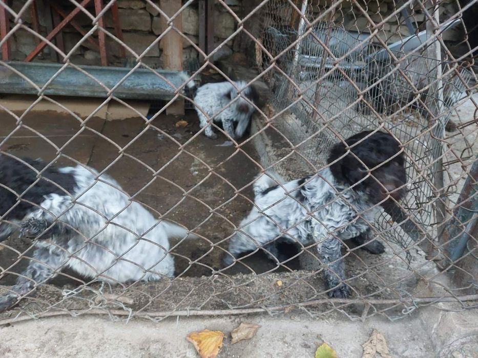 Мъжки Кученца Лагото