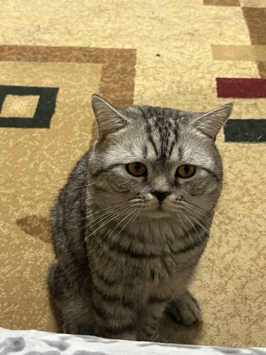 вязка кот мальчик