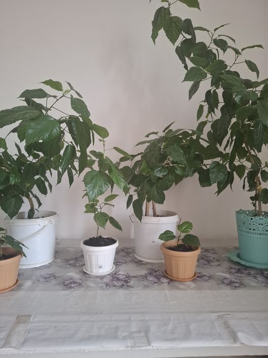 Цветы, Гул сатылады.