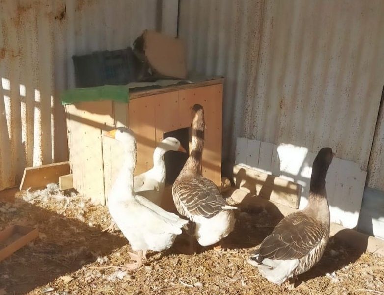 Қаз сатылады Үлкені 13000. Кішісі 11000