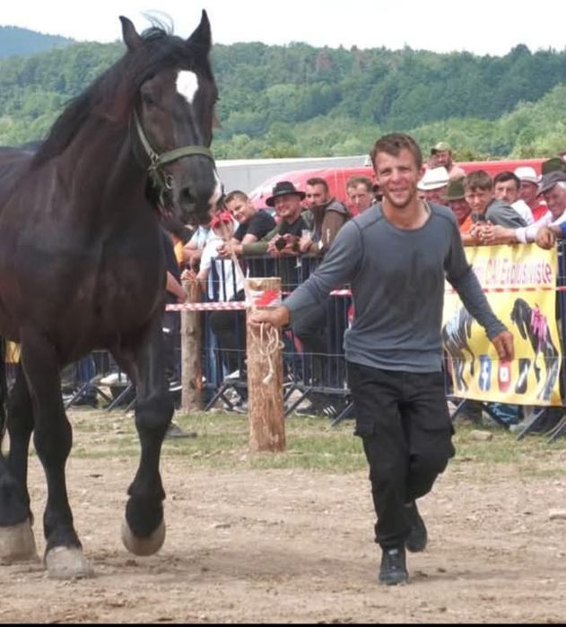 Cal de vânzare de 5 ani