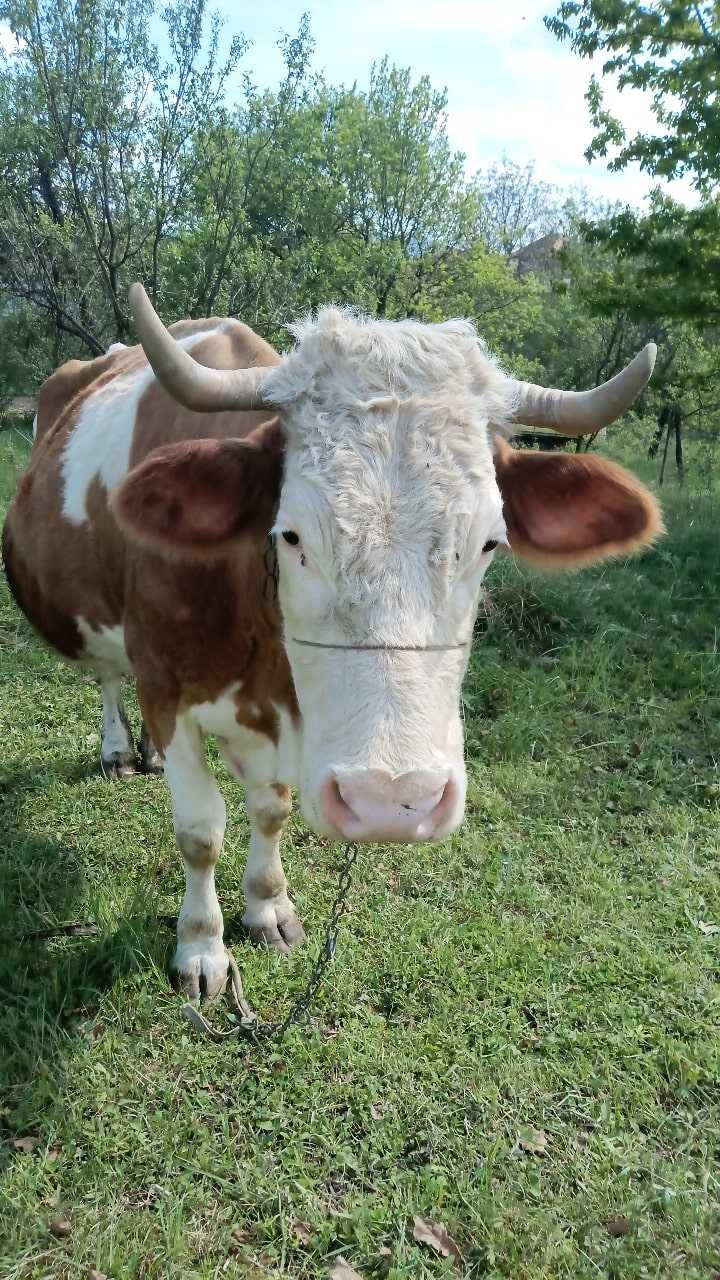 Vaca cu vitel de 3 luni