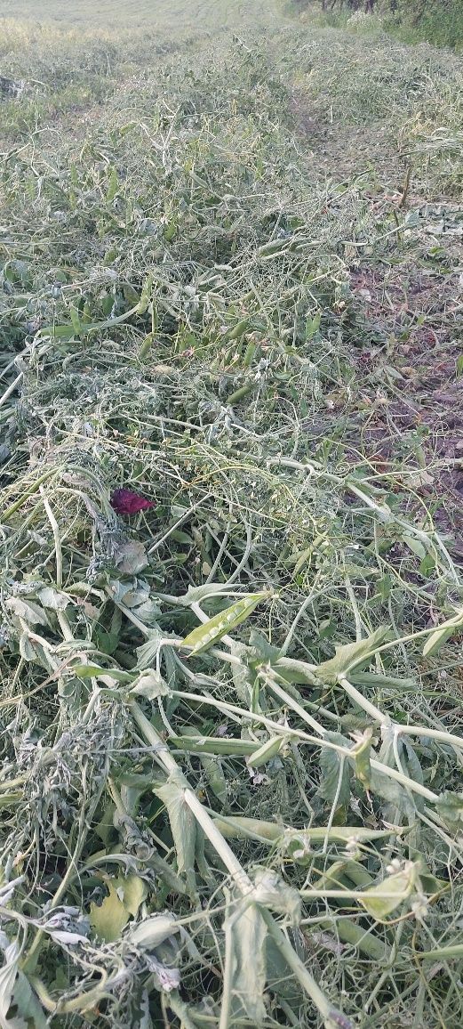 Baloti Mazare pastai 130 buc