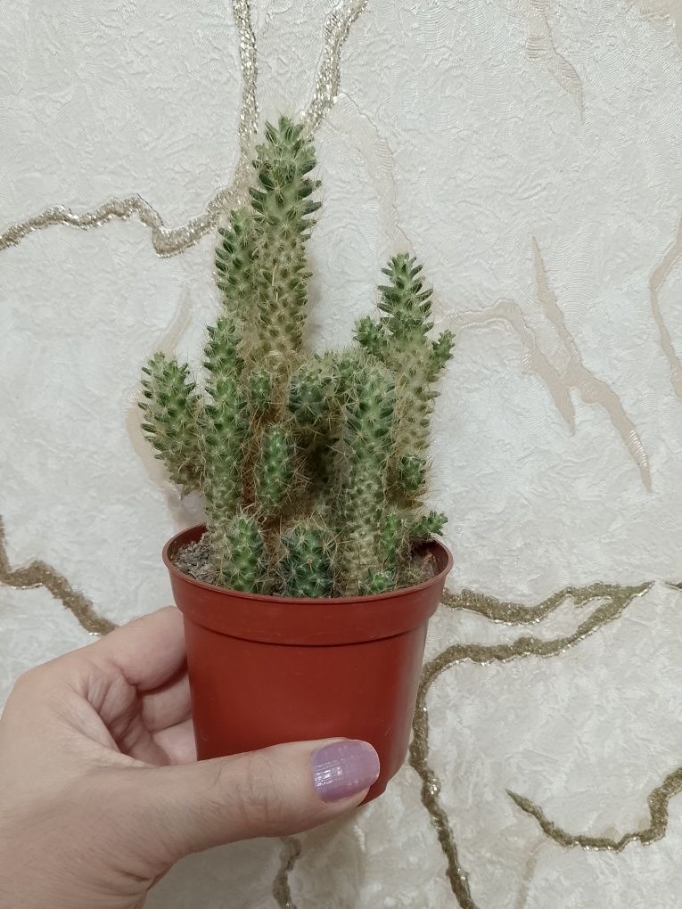 Красивый домашний кактус.