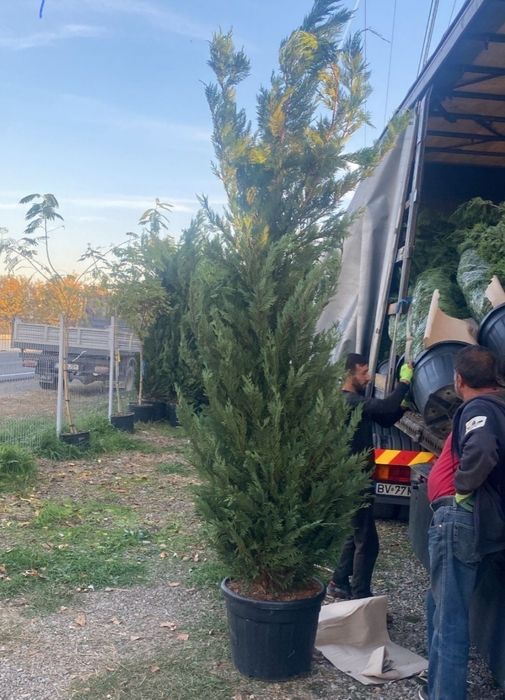 Tuia leylandy extra calitate.