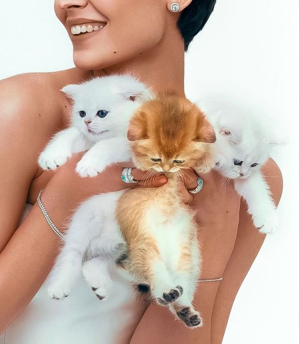 Серебряные и золотые котята. Серебро  шиншиллы