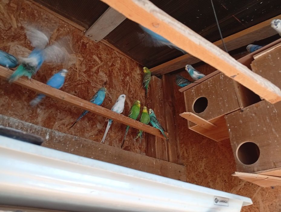 Vand Perusii 30 bucati