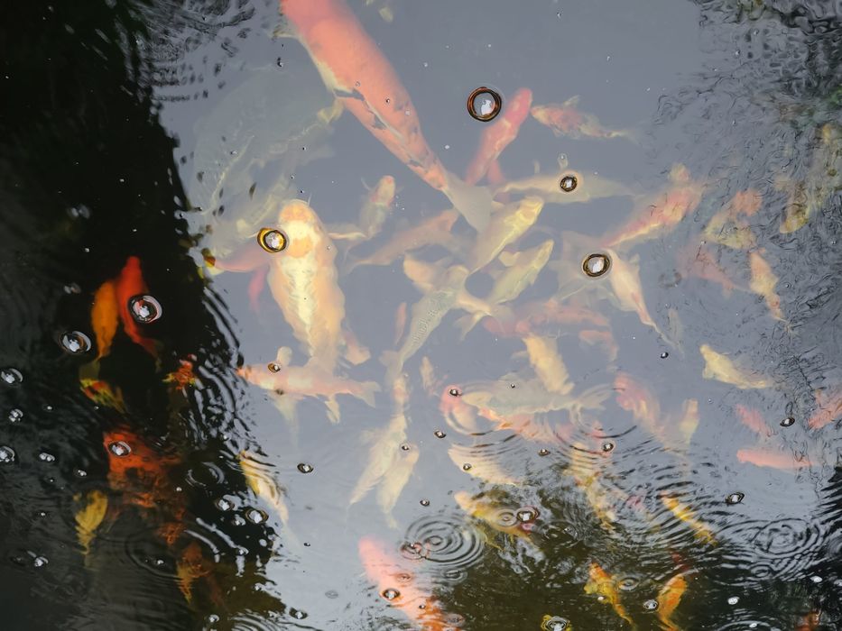 Crap Koi de vanzare