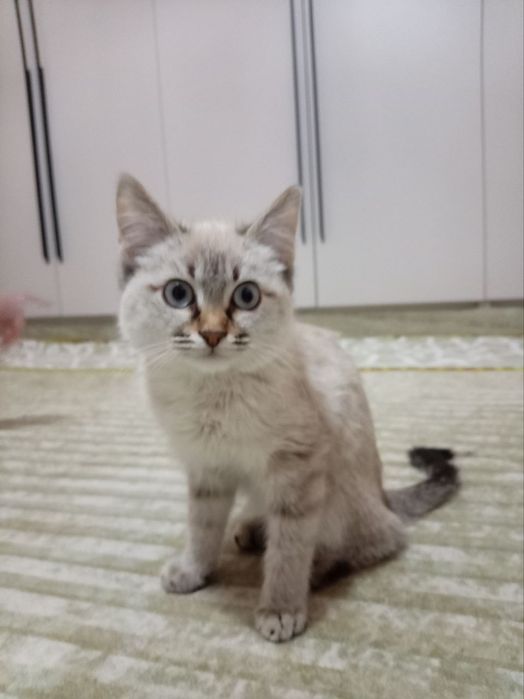 Movi koʻz shinshila Pishiq satiladi