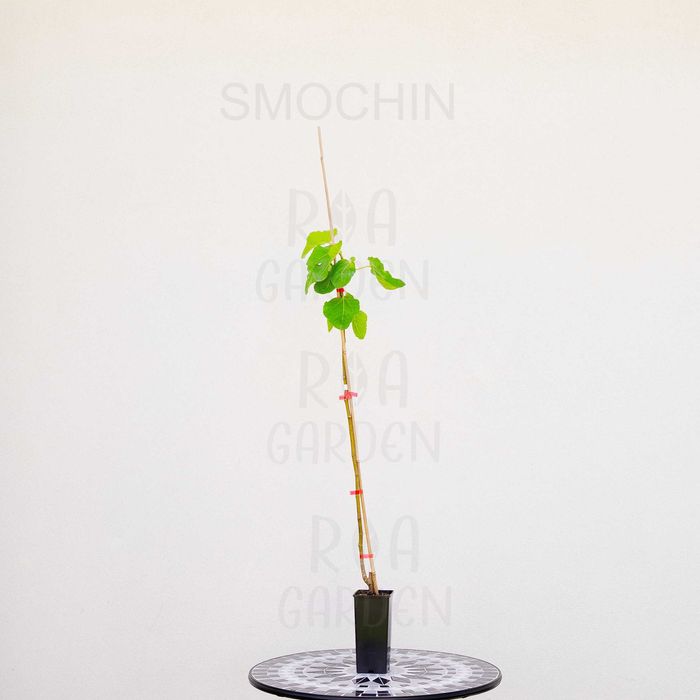 Pomi fructiferi – Prun, Rodie, Smochin, Vișin la ghiveci