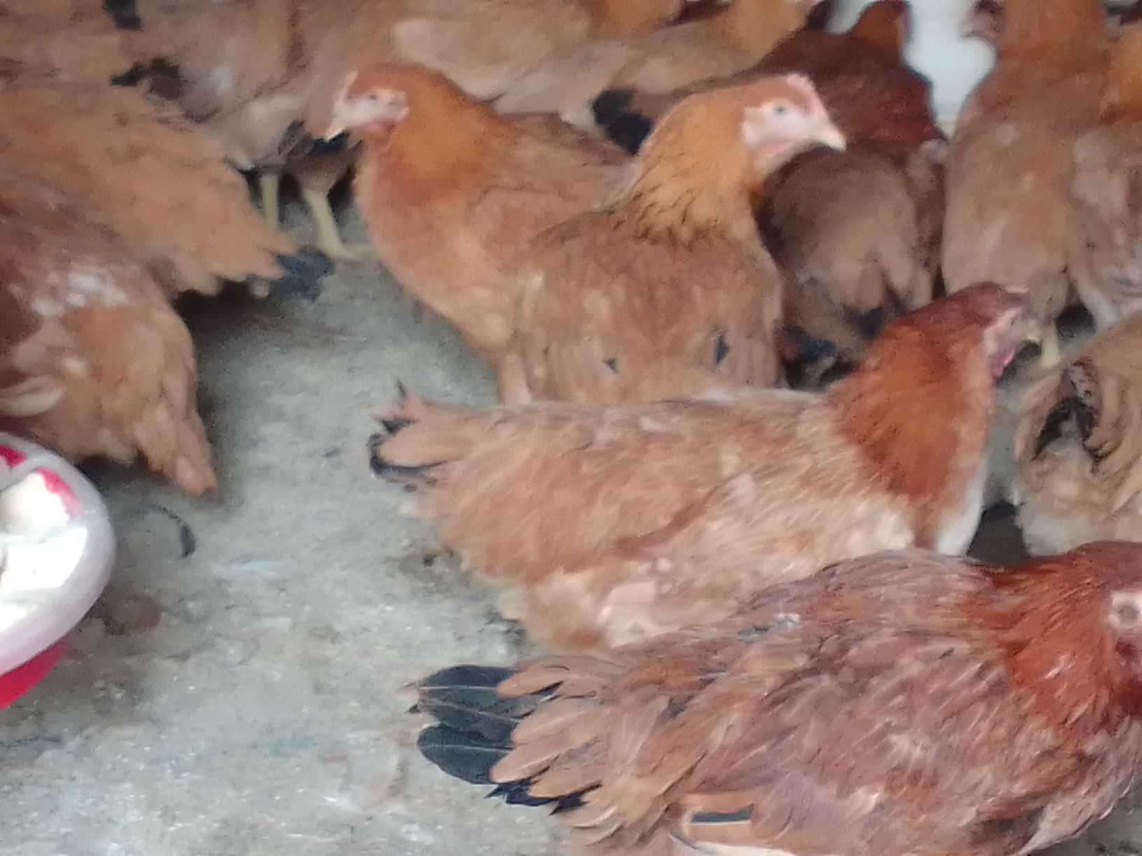 Vând puicuțe mixte mari