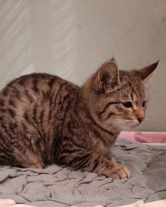 Котята мальчики полосатый,белый.