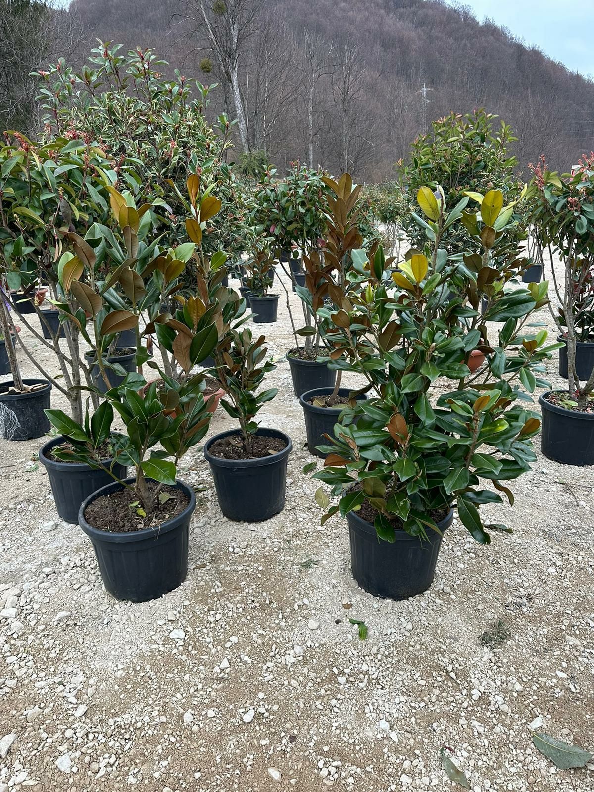 Magnolia tufa plante