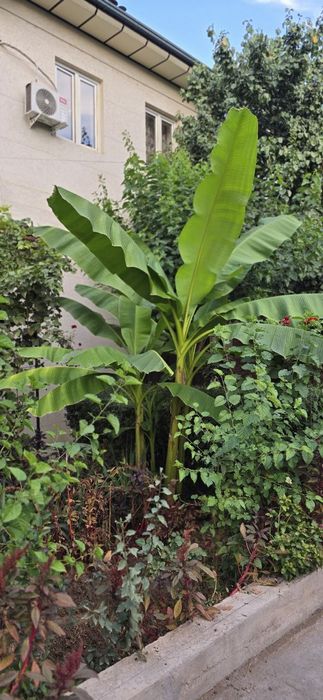 Продаётся экзотические деревья  банана