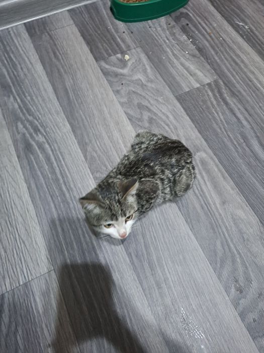 Отдам в хорошие руки,  милая девочка