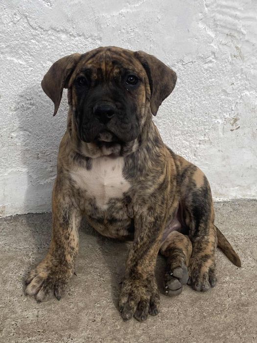 Vand Presa Canario