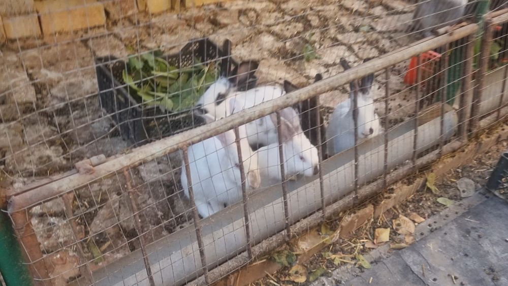 Продаются кролики разного возраста и разные породы