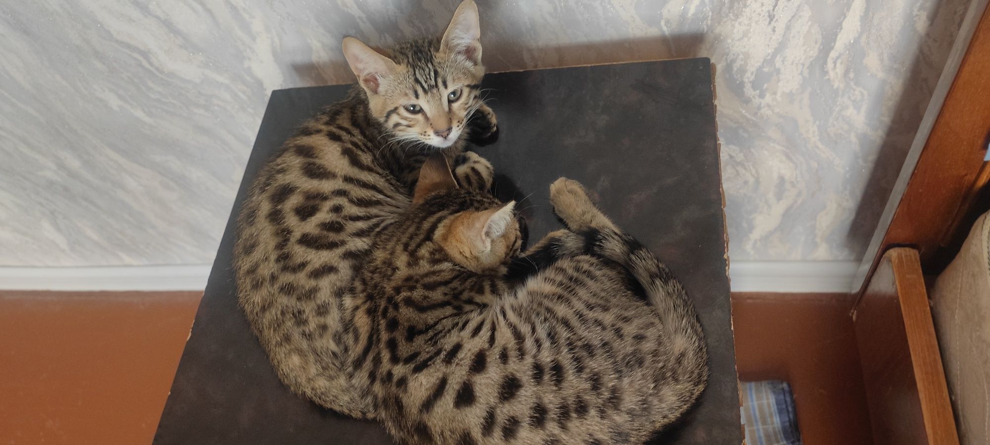 Бенгалская кошка