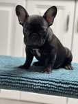 Bulldog francez fetita