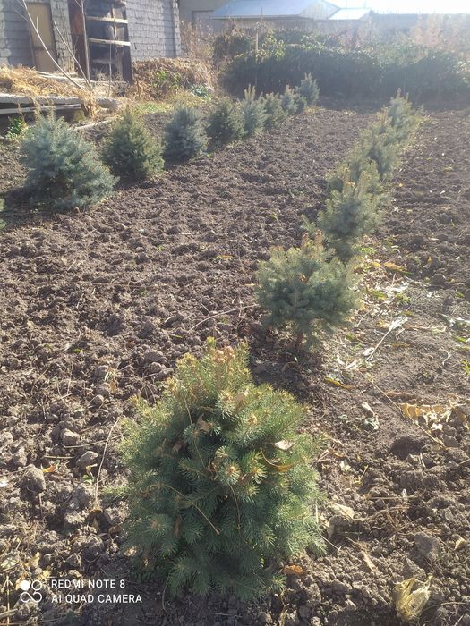 Archa sotiladi 5--7 yillik xolati zor narxini tel orqali keliwamiz