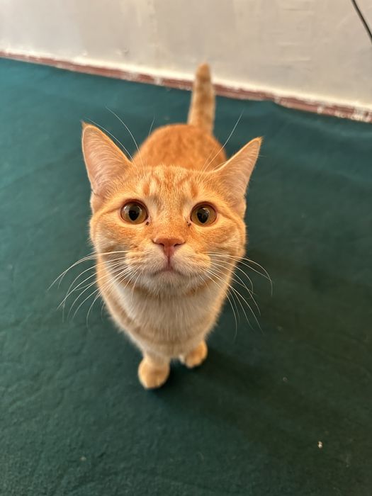 Отдам кошку в добрые руки!